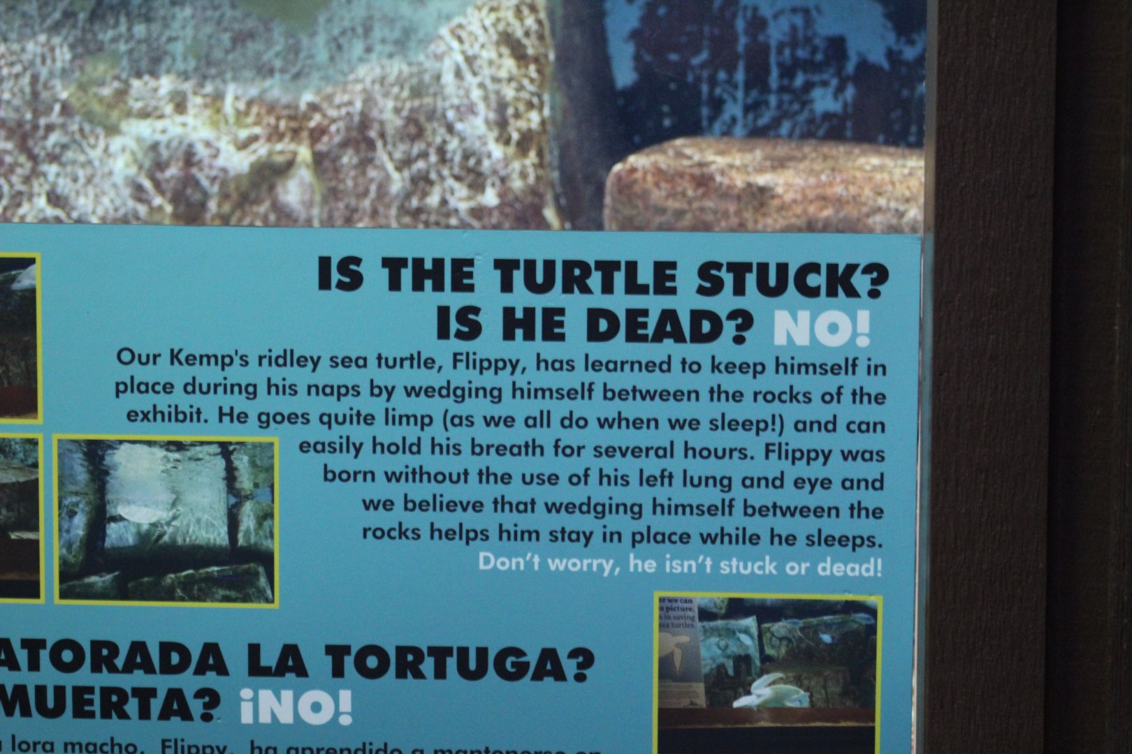 Kemp's Ridley Sea Turtle Signage