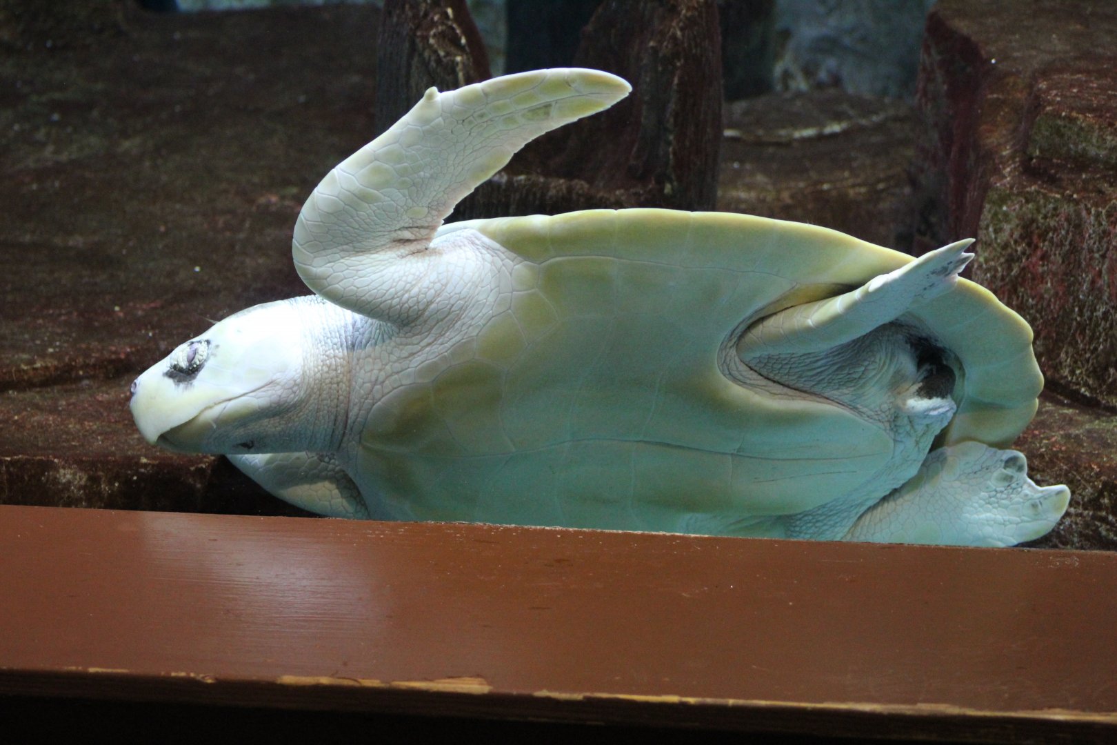 Kemp's Ridley Sea Turtle