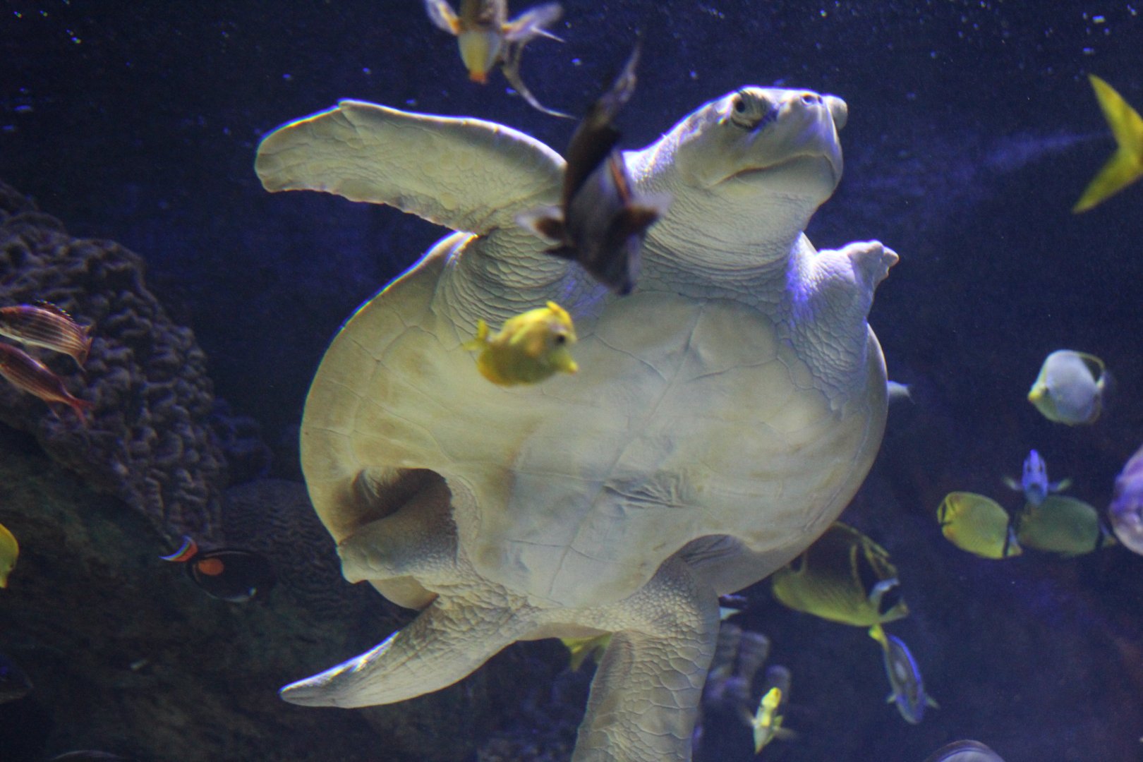Kemp's Ridley Sea Turtle