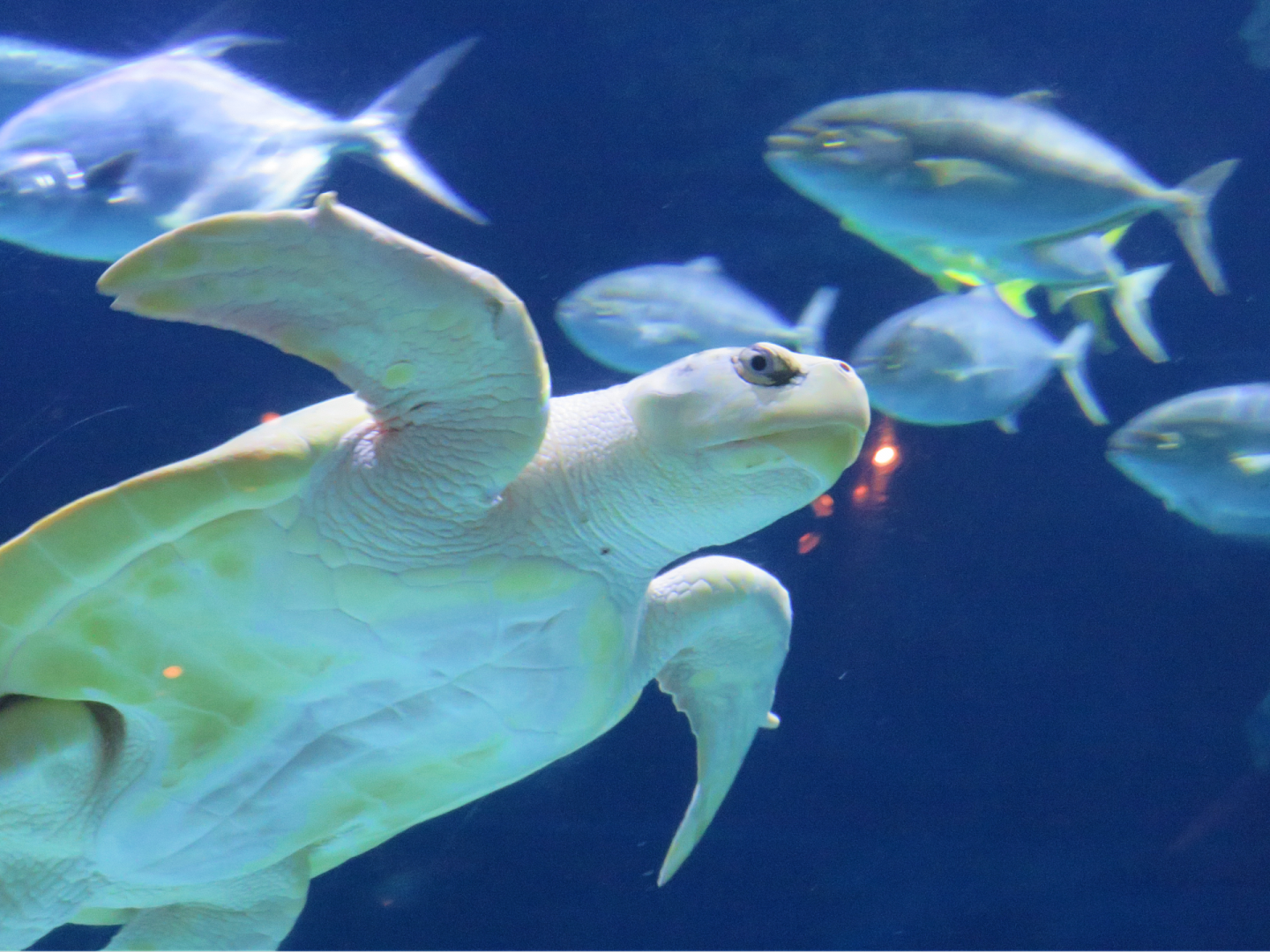 Kemps Ridley sea turtle