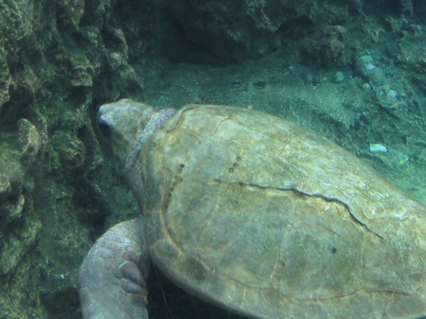 Kemp’s Ridley Sea Turtle