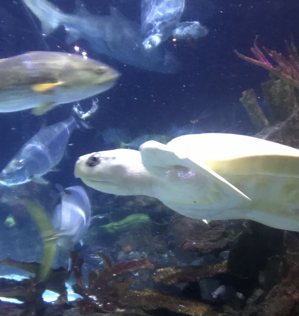 Kemp’s Ridley sea turtle