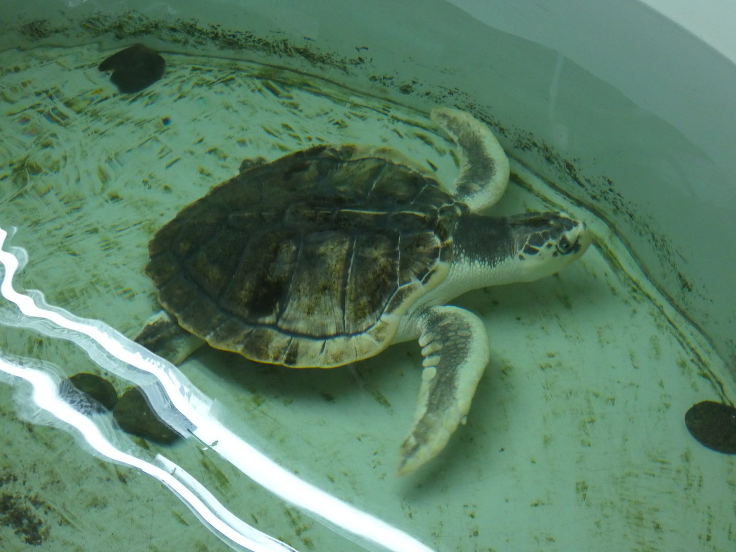 Kemp's ridley sea turtle