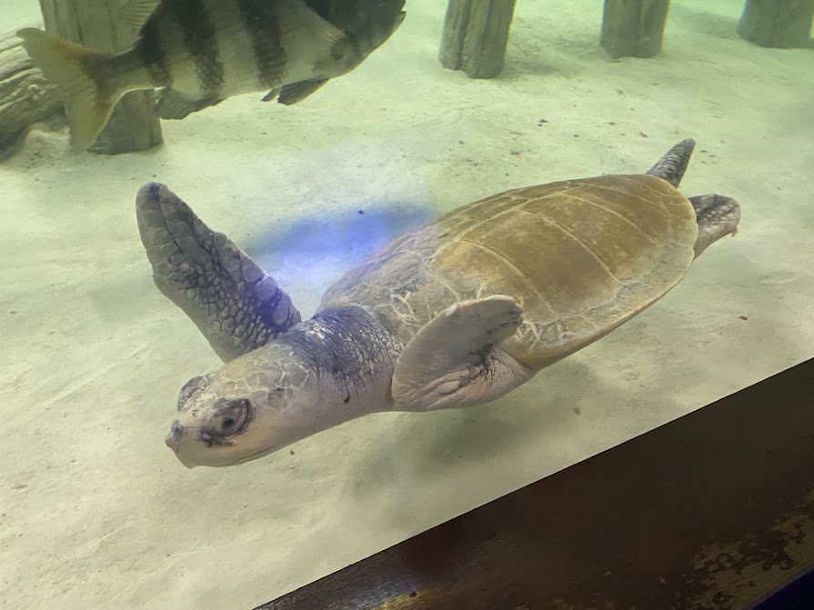 Kemp's Ridley Sea Turtle