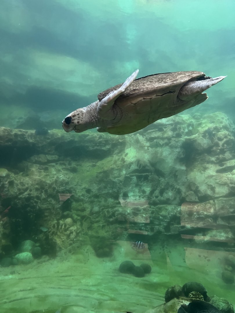 Kemp’s Ridley Sea Turtle