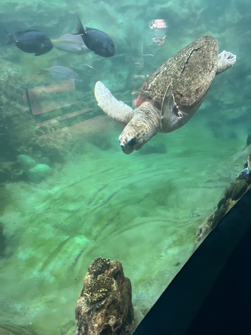 Kemp’s Ridley Sea Turtle