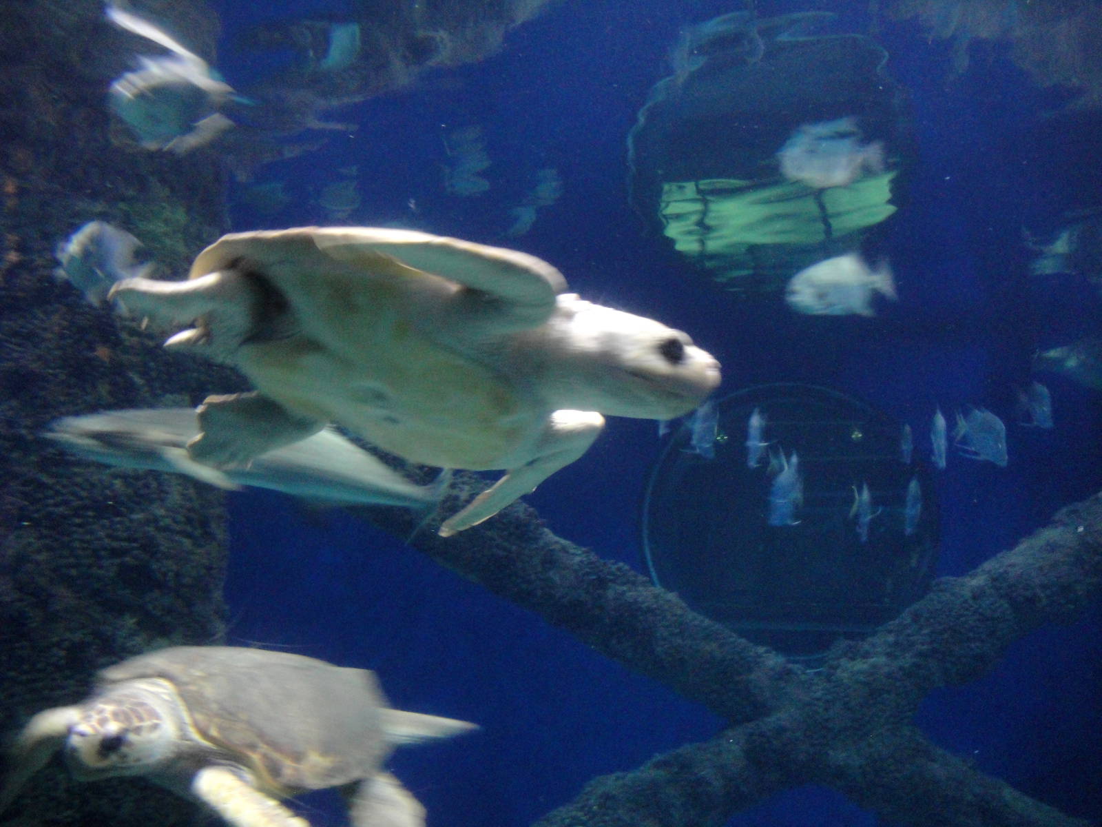 Kemp's Ridley Sea Turtles