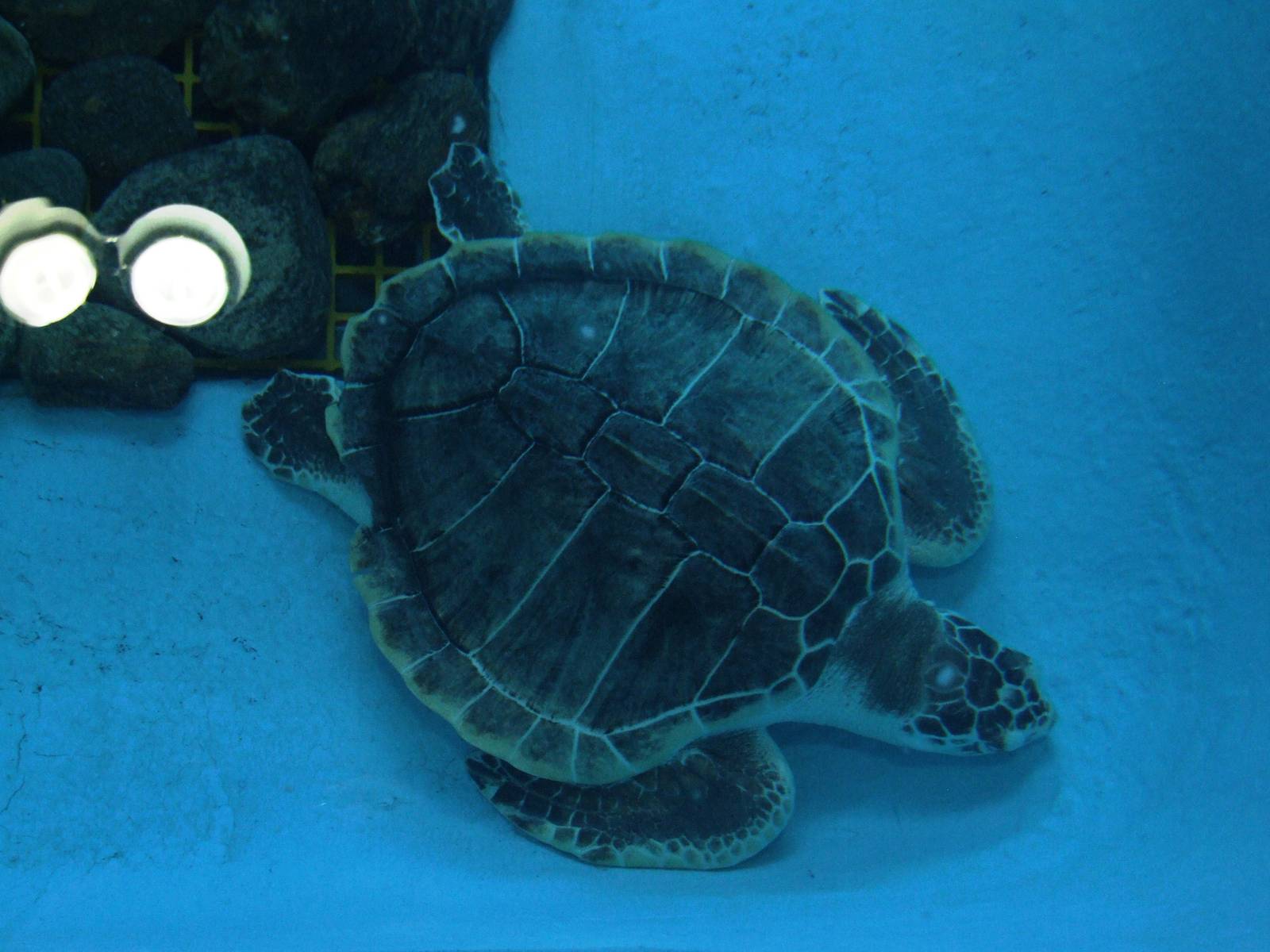 Kemp's Ridley Turtle at Mote, 07/10/13