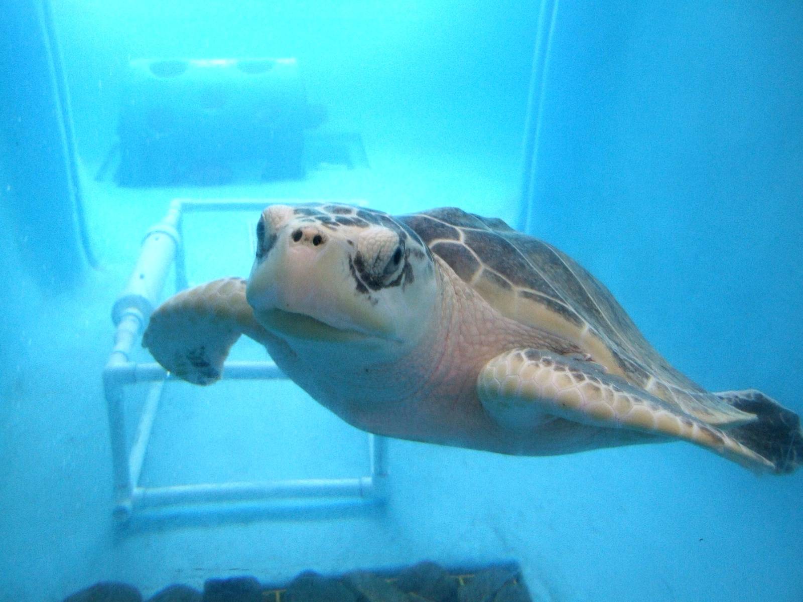 Kemp's Ridley Turtle at Mote, 07/10/13