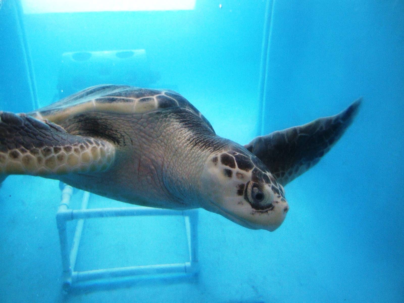 Kemp's Ridley Turtle at Mote, 07/10/13