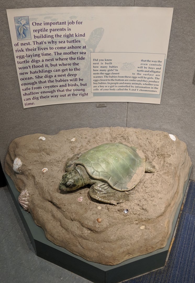 Kemp's ridley turtle (Lepidochelys kempii) replica with signage