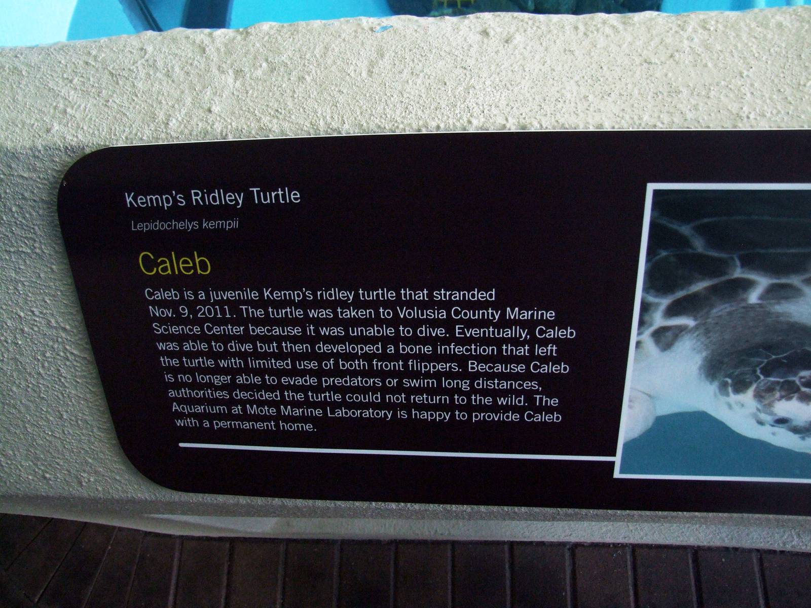 Kemp's Ridley Turtle Signage at Mote, 07/10/13