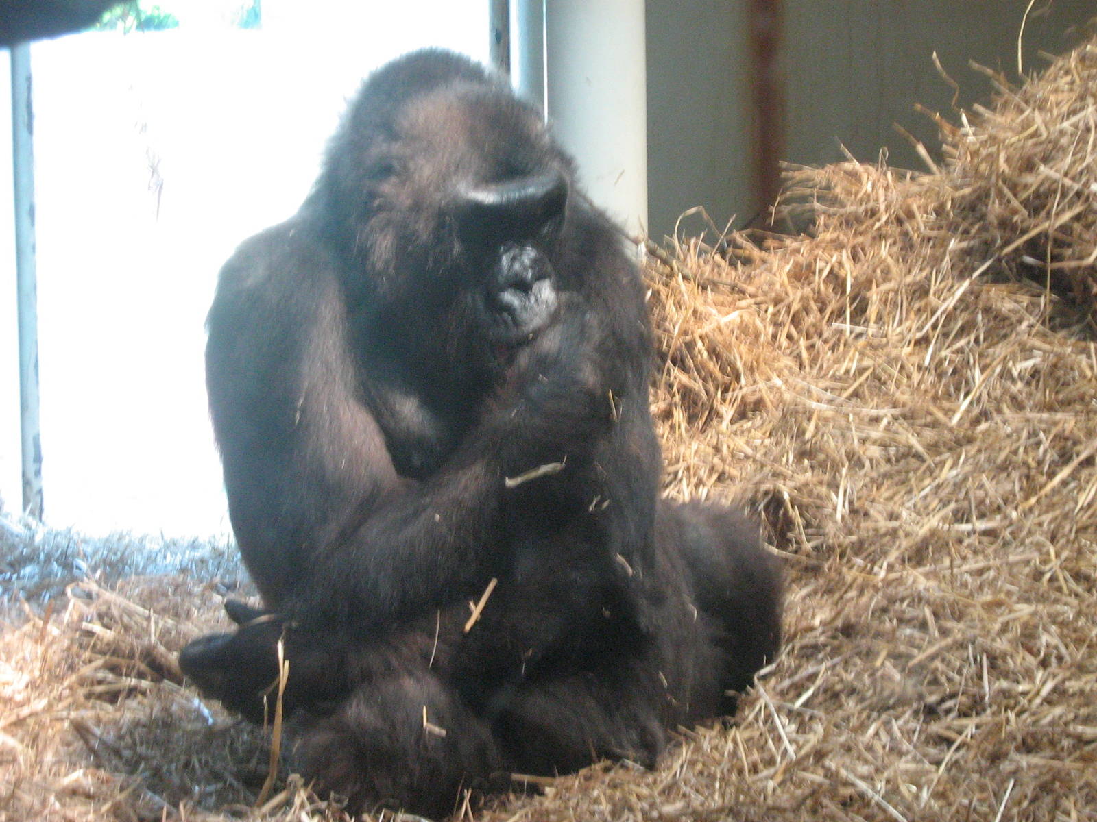 kena female western lowland gorilla