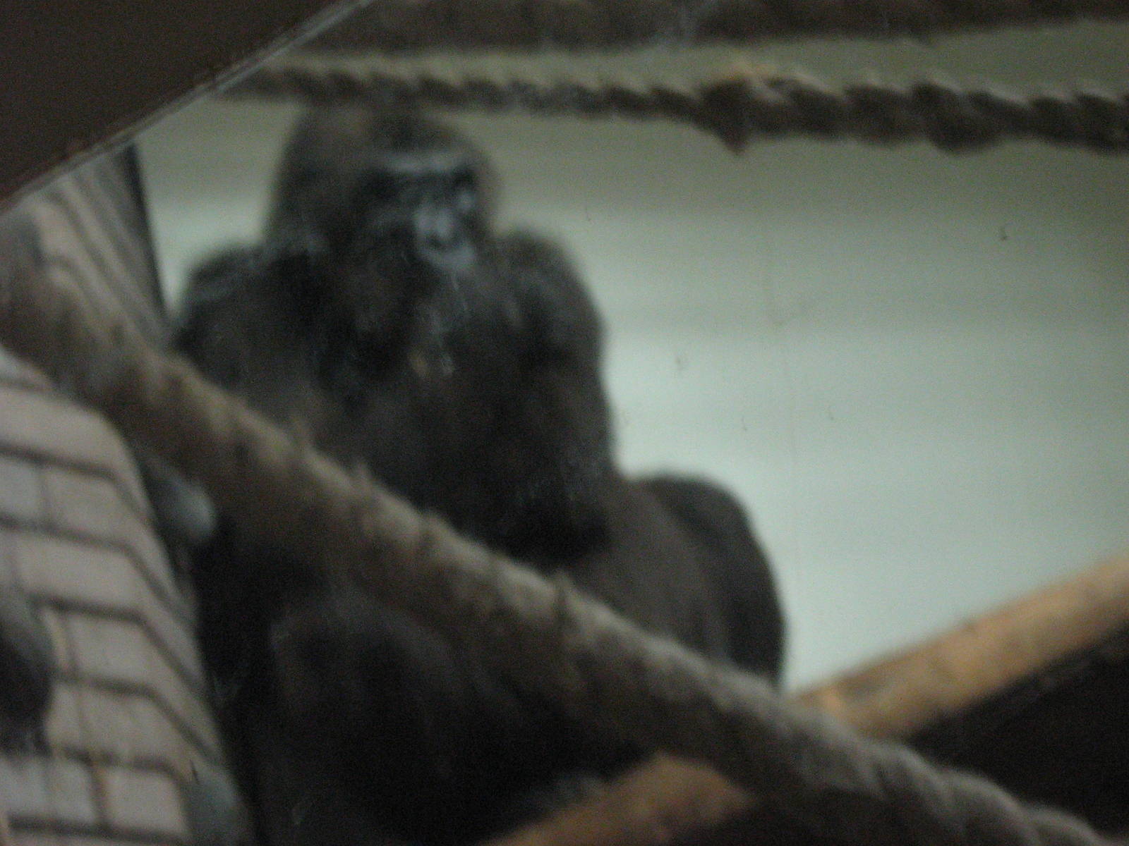 Kena The Female Western Lowland Gorilla
