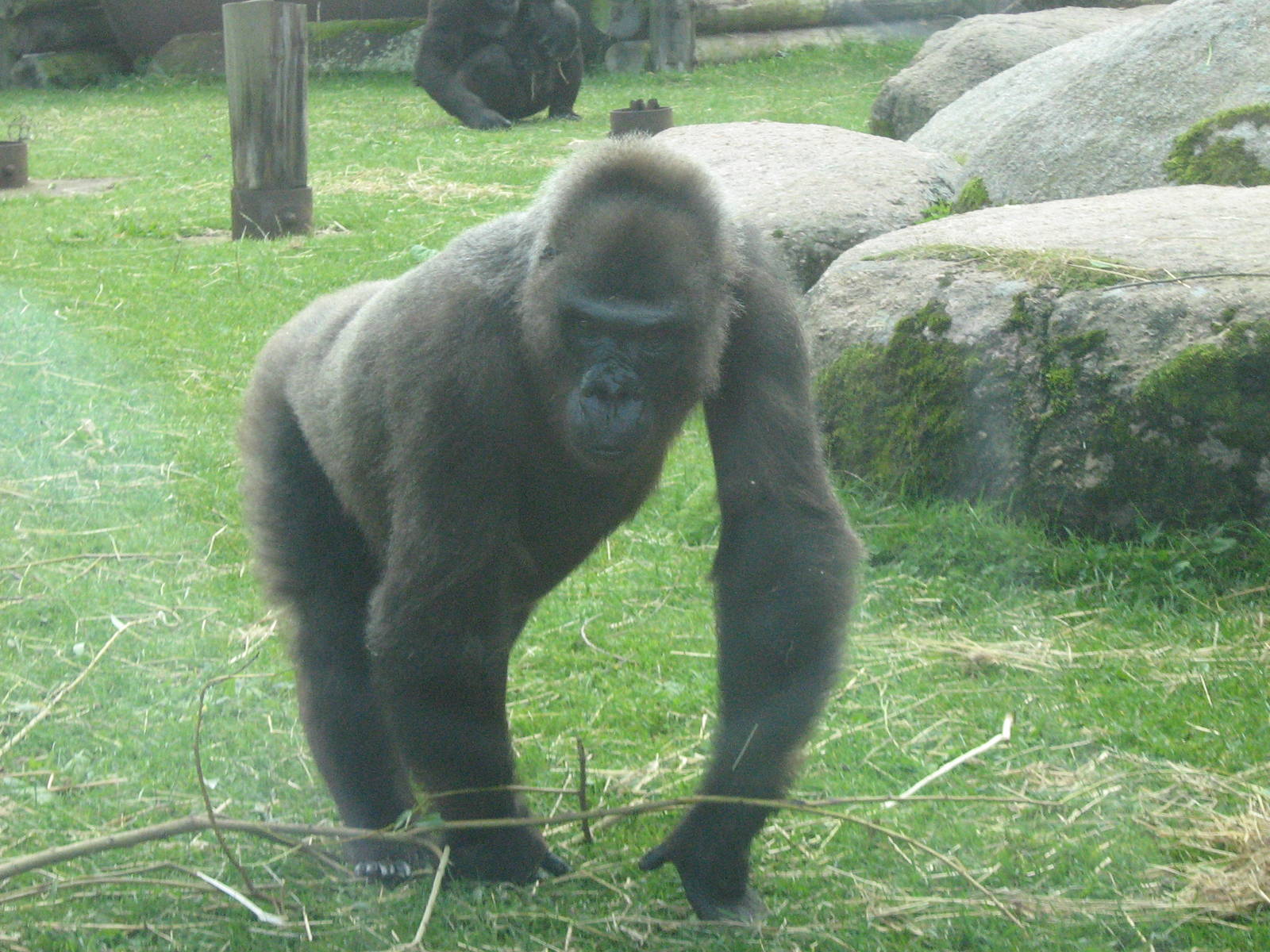 Kena The Female Western Lowland Gorilla