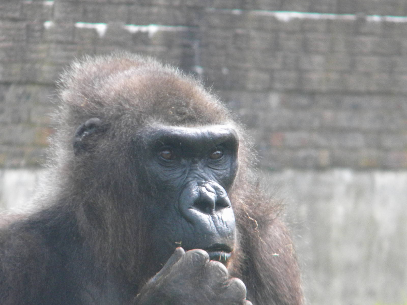 Kena the Western Lowland Gorilla at Blackpool Zoo 06/05/11