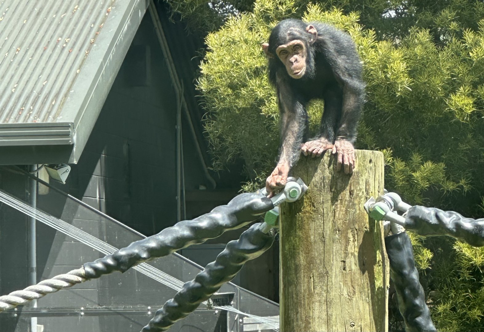 Kendi (Common Chimpanzee)