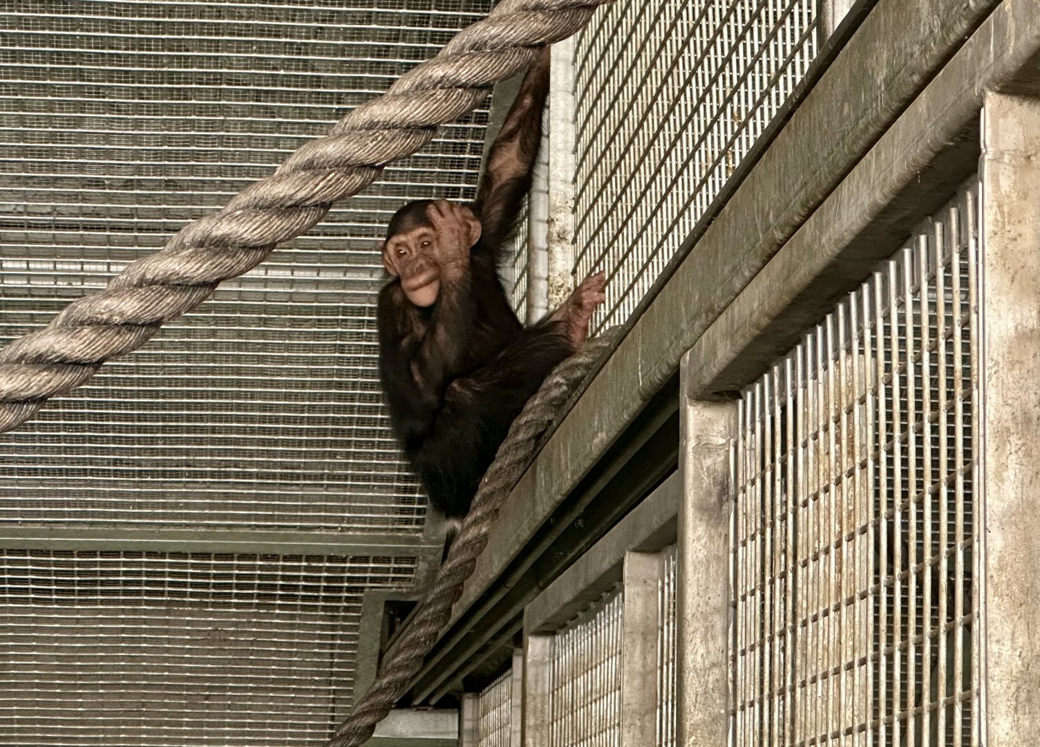 Kendi (Common Chimpanzee)