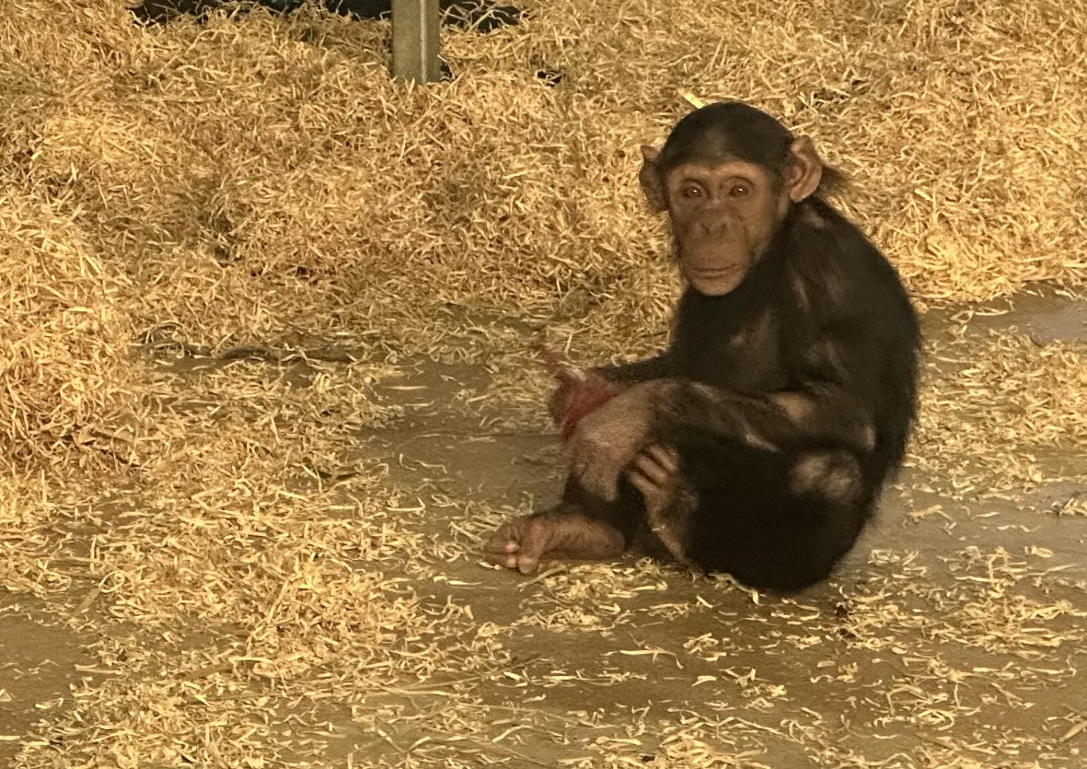 Kendi (Common Chimpanzee)