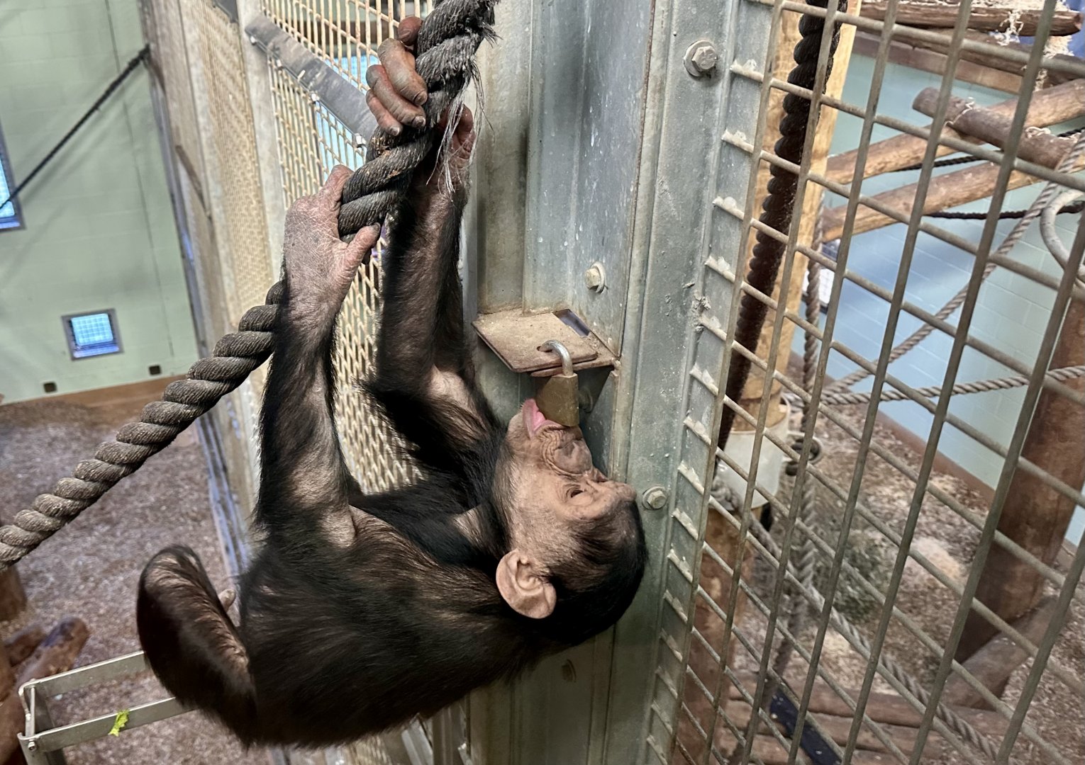 Kendi (Common Chimpanzee)