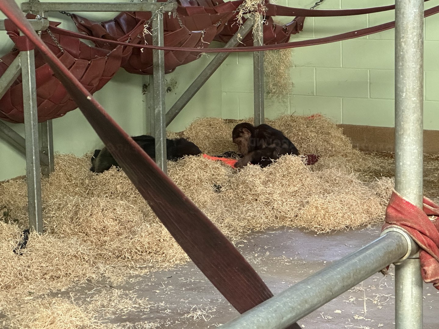 Kendi Playing With Zuri