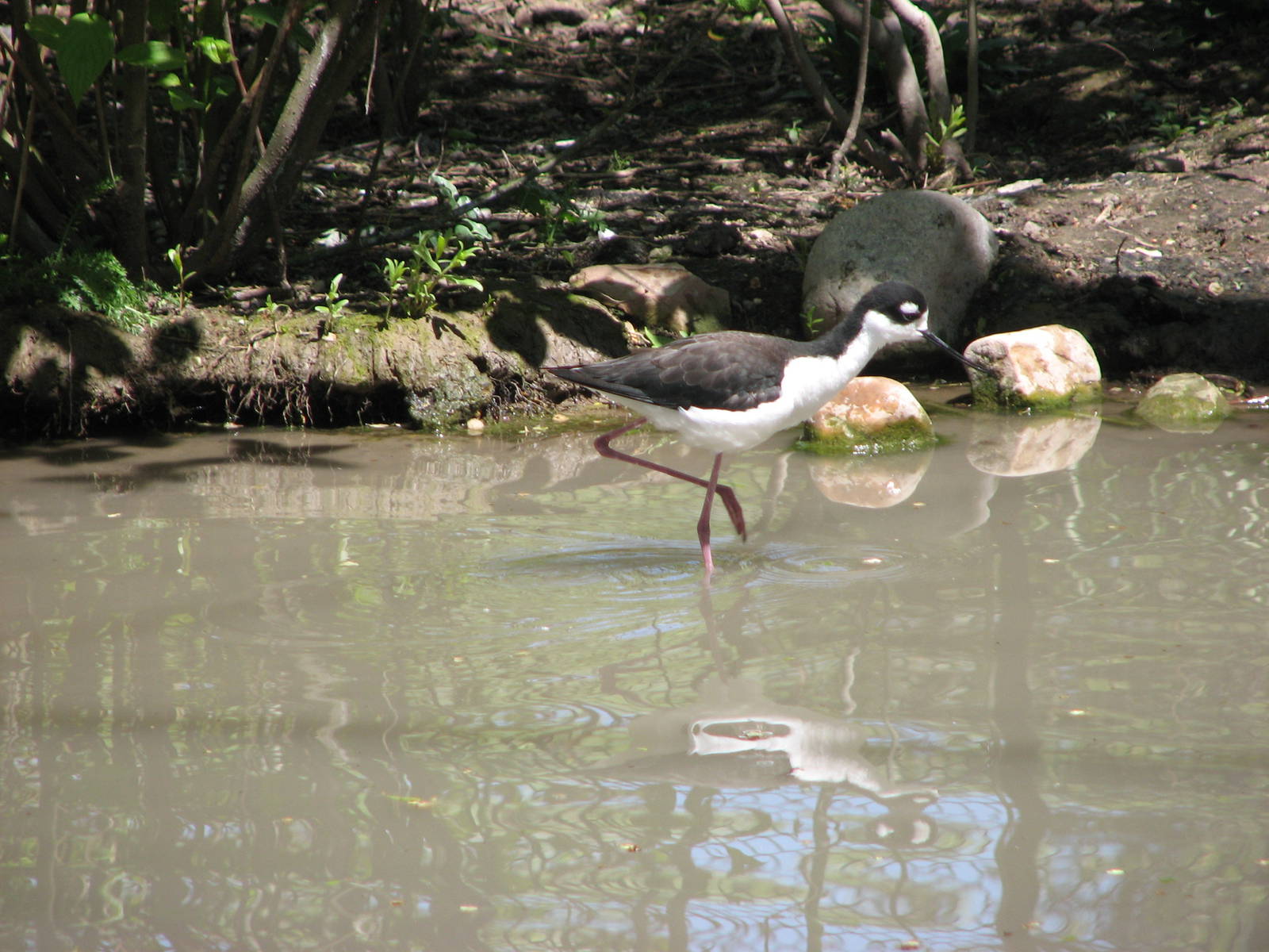 Kennecott Wetland Immersion Experience - Black-necked Stilt