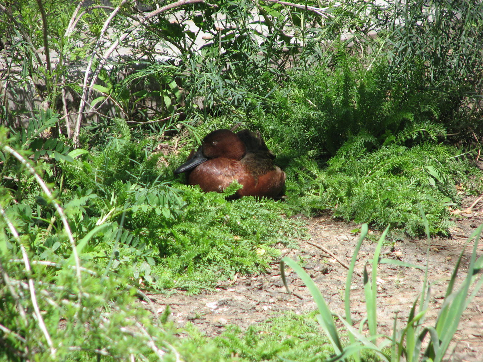 Kennecott Wetland Immersion Experience - Cinnamon Teal
