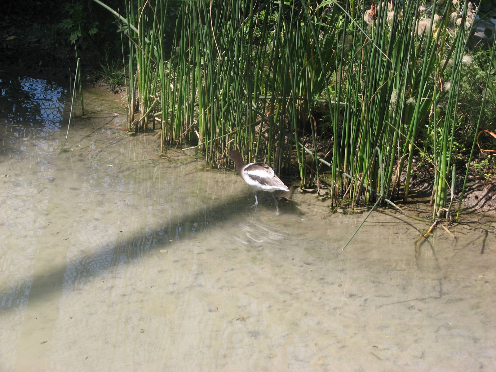 Kennicott Wetlands aviary