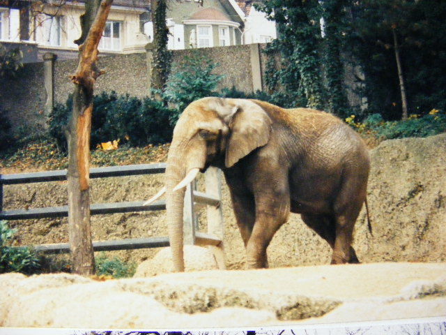 Kenny (?) 1994-damn, should be Basel!!