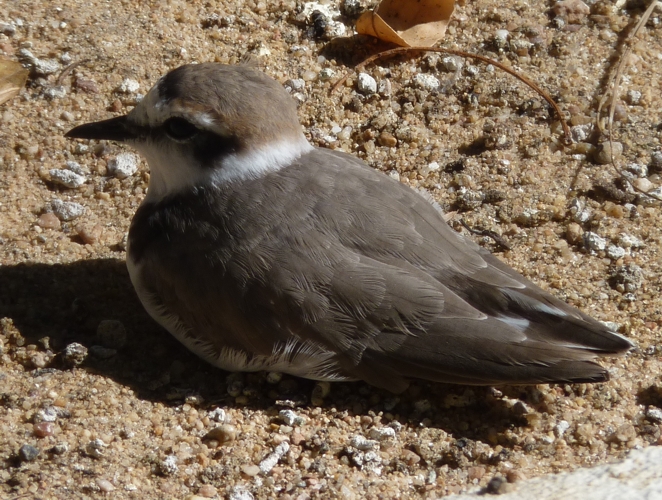 Kentish plover (Charadrius alexandrinus)