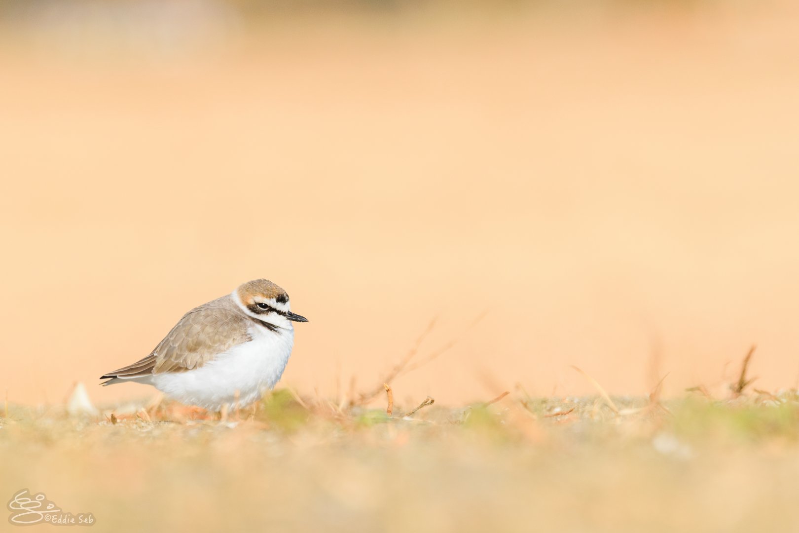Kentish Plover - Kasai Rinkai Seaside Park