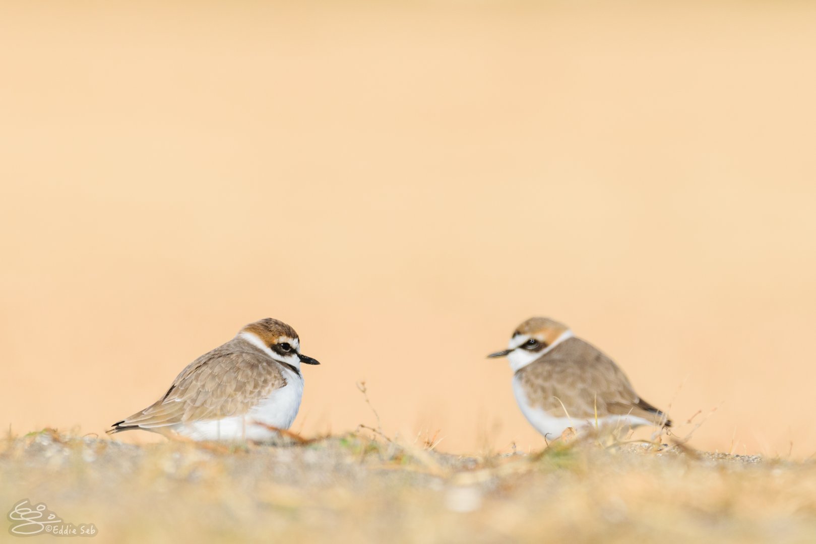 Kentish Plover - Kasai Rinkai Seaside Park