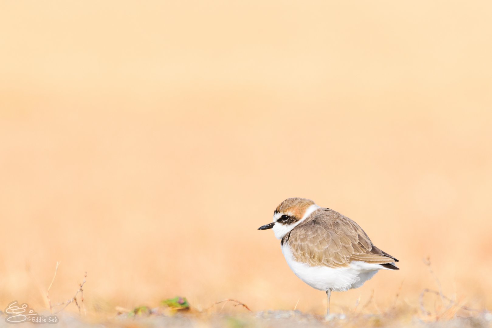 Kentish Plover - Kasai Rinkai Seaside Park