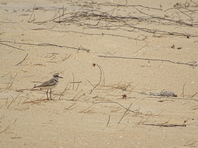 Kentish plover