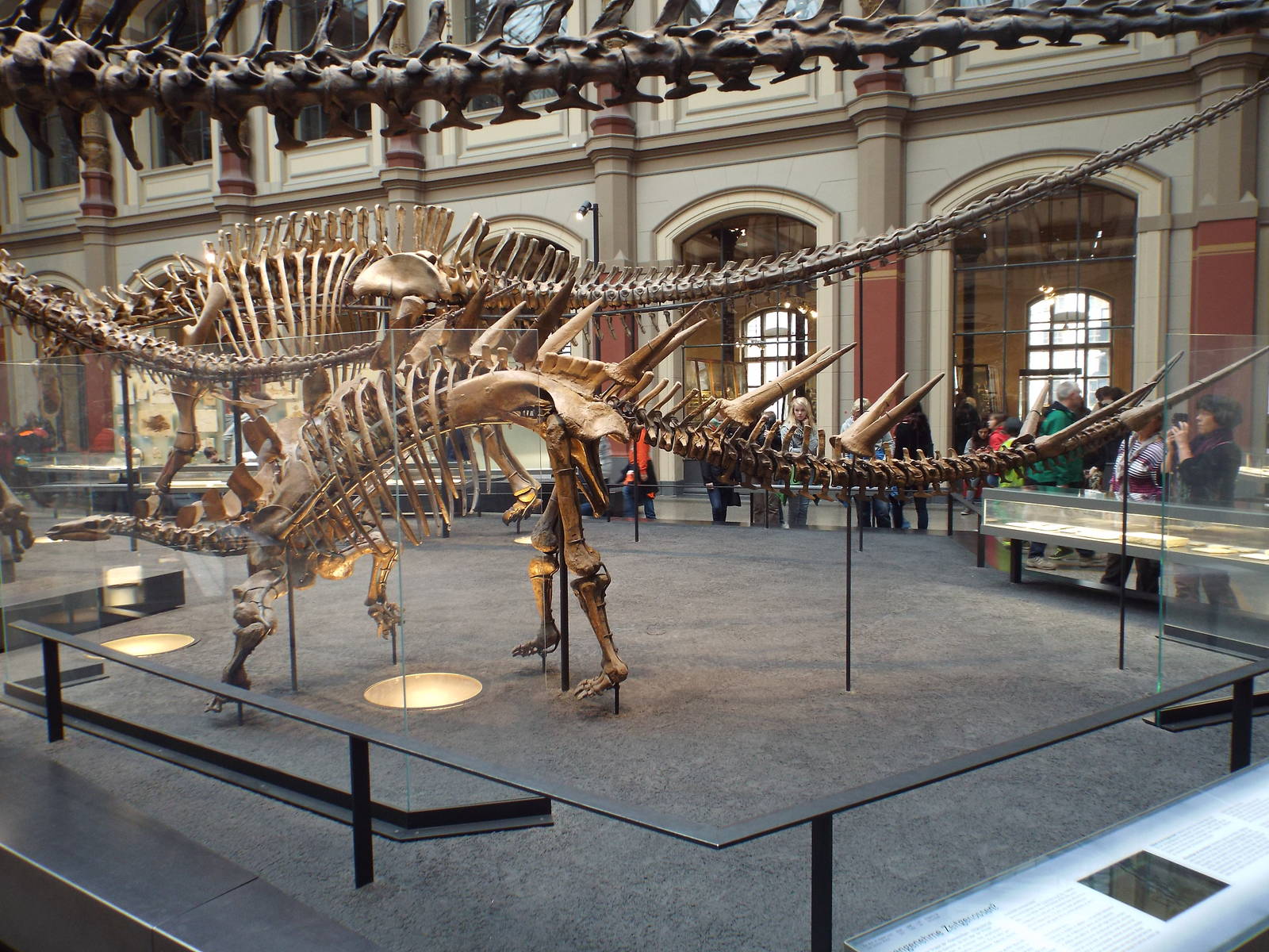 Kentrosaurus aethiopicus at Museum f?r Naturkunde, Berlin - April 9th 2014