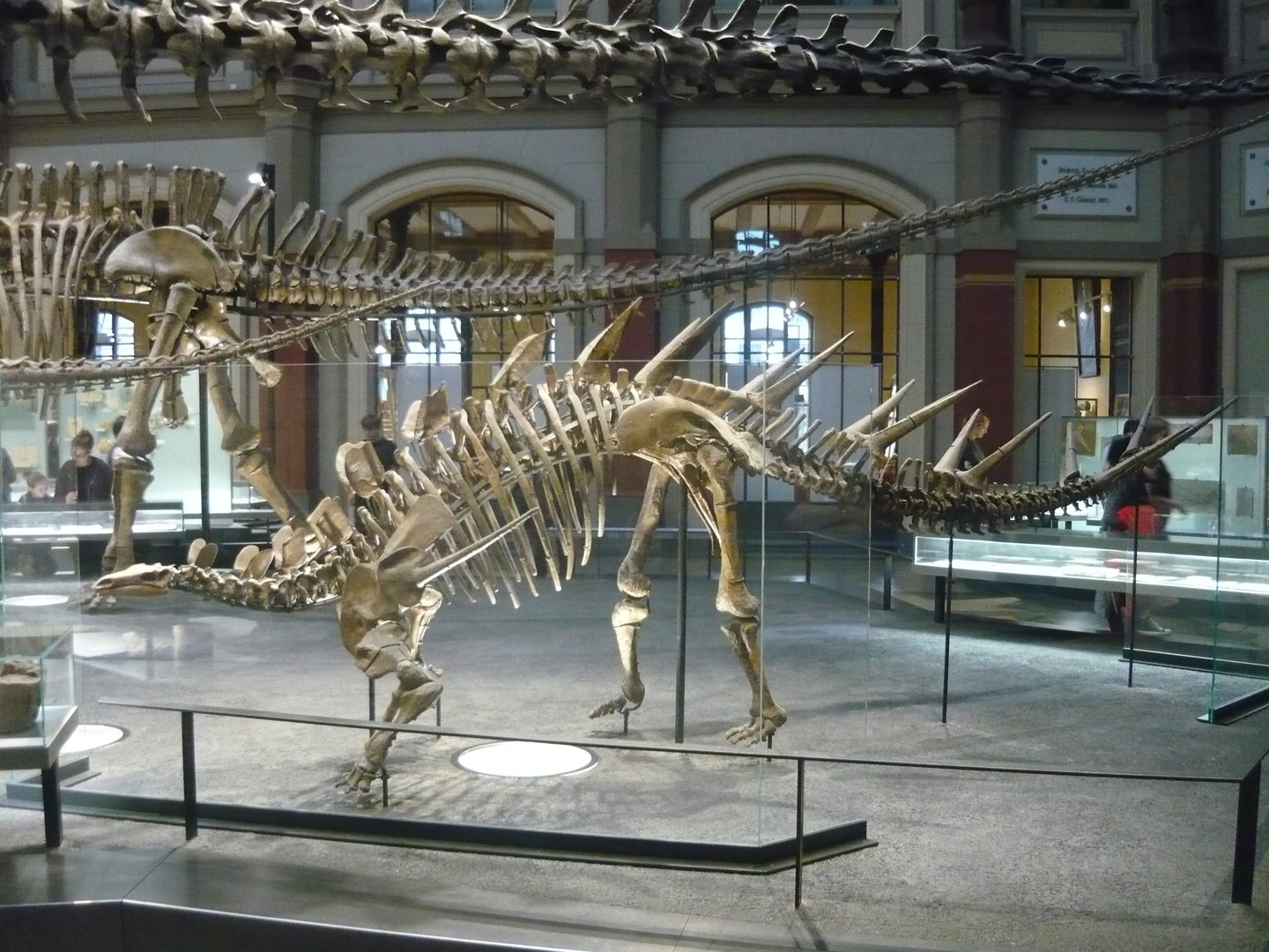 Kentrosaurus aethiopicus skeleton