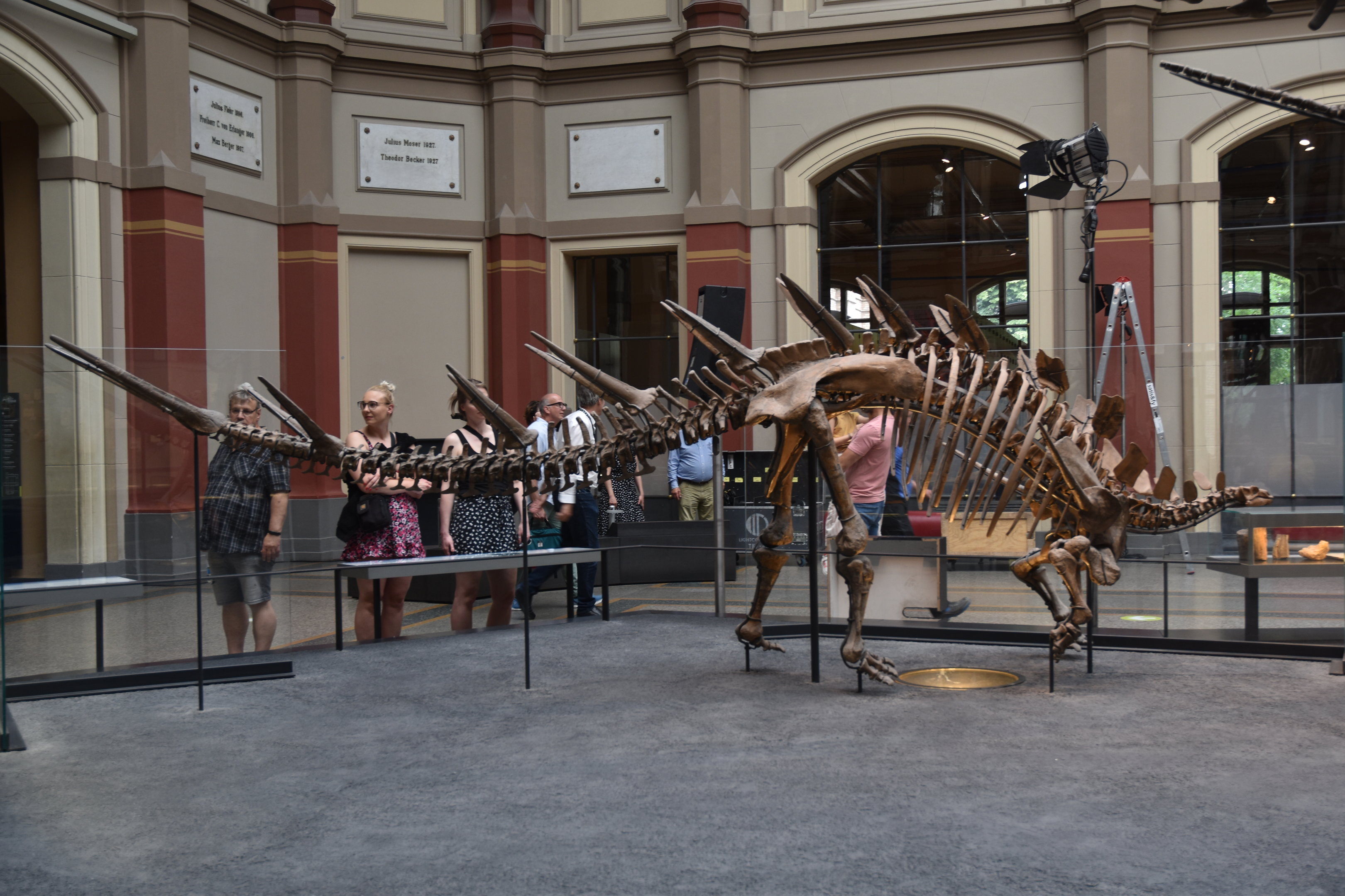 Kentrosaurus Mounted Specimen, Museum für Naturkunde, Berlin, 7th June 2023