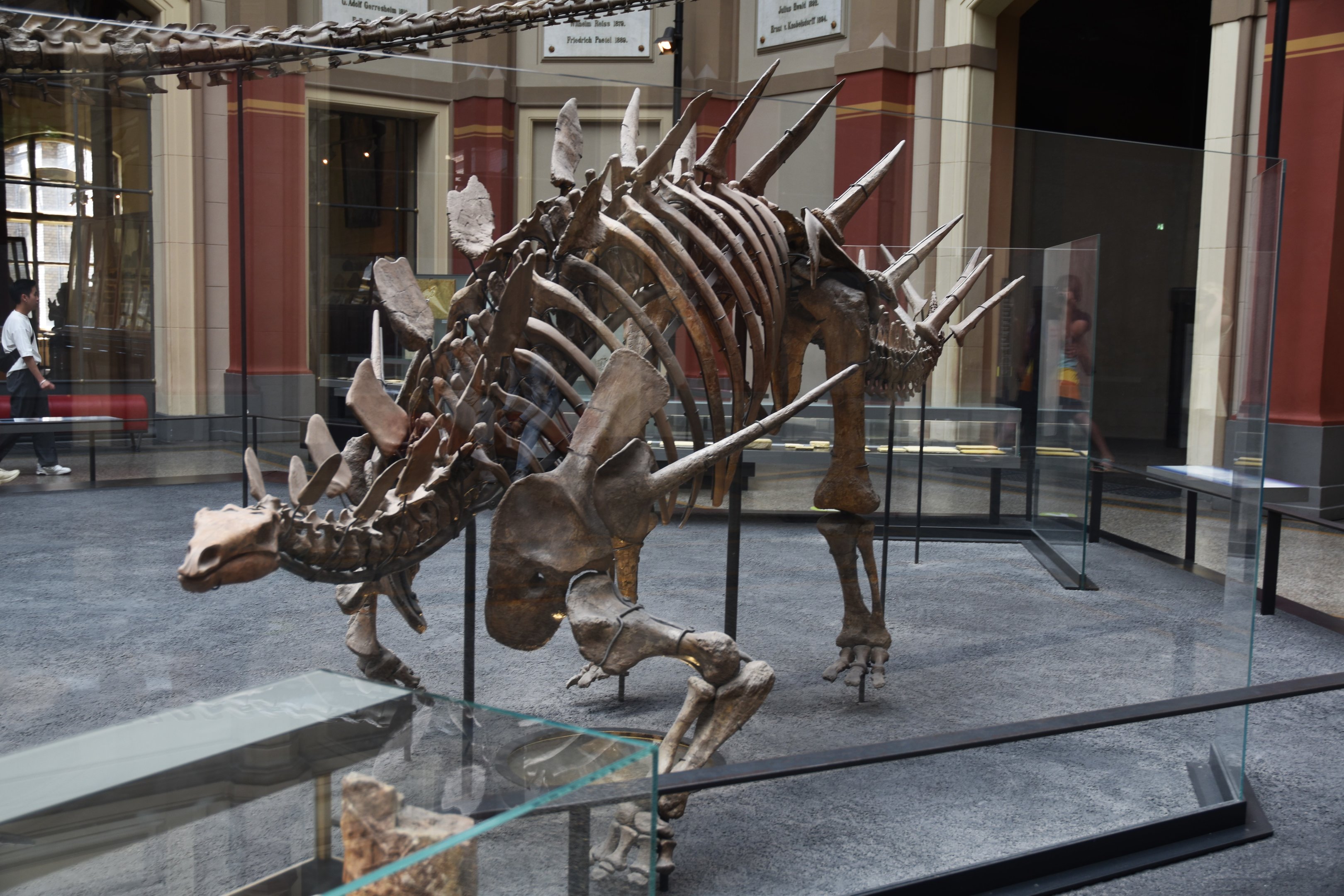 Kentrosaurus Specimen, Museum für Naturkunde, Berlin, 7th June 2023