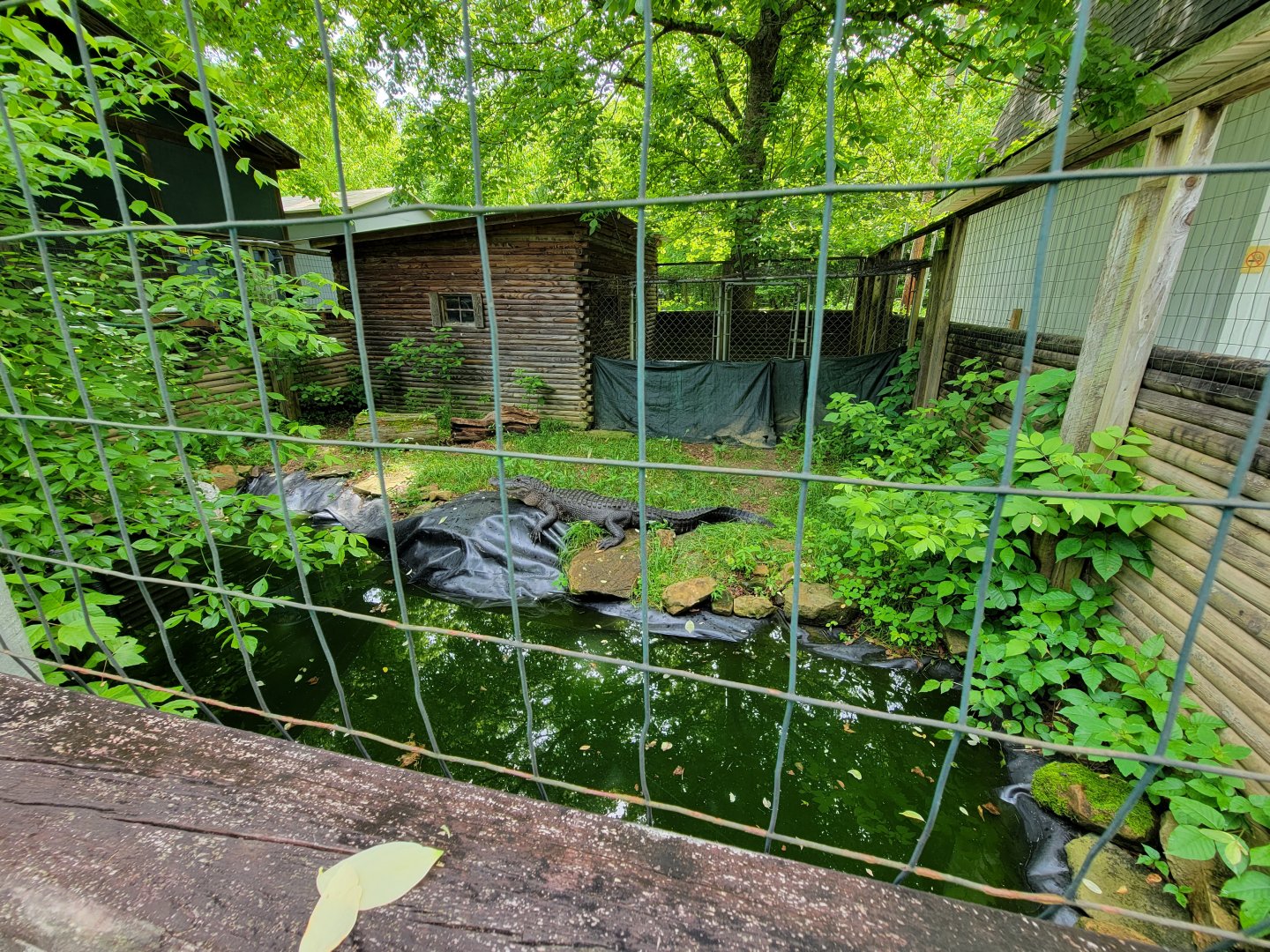 Kentucky Reptile Zoo - American alligator, 6ft male in front, 2 females in back