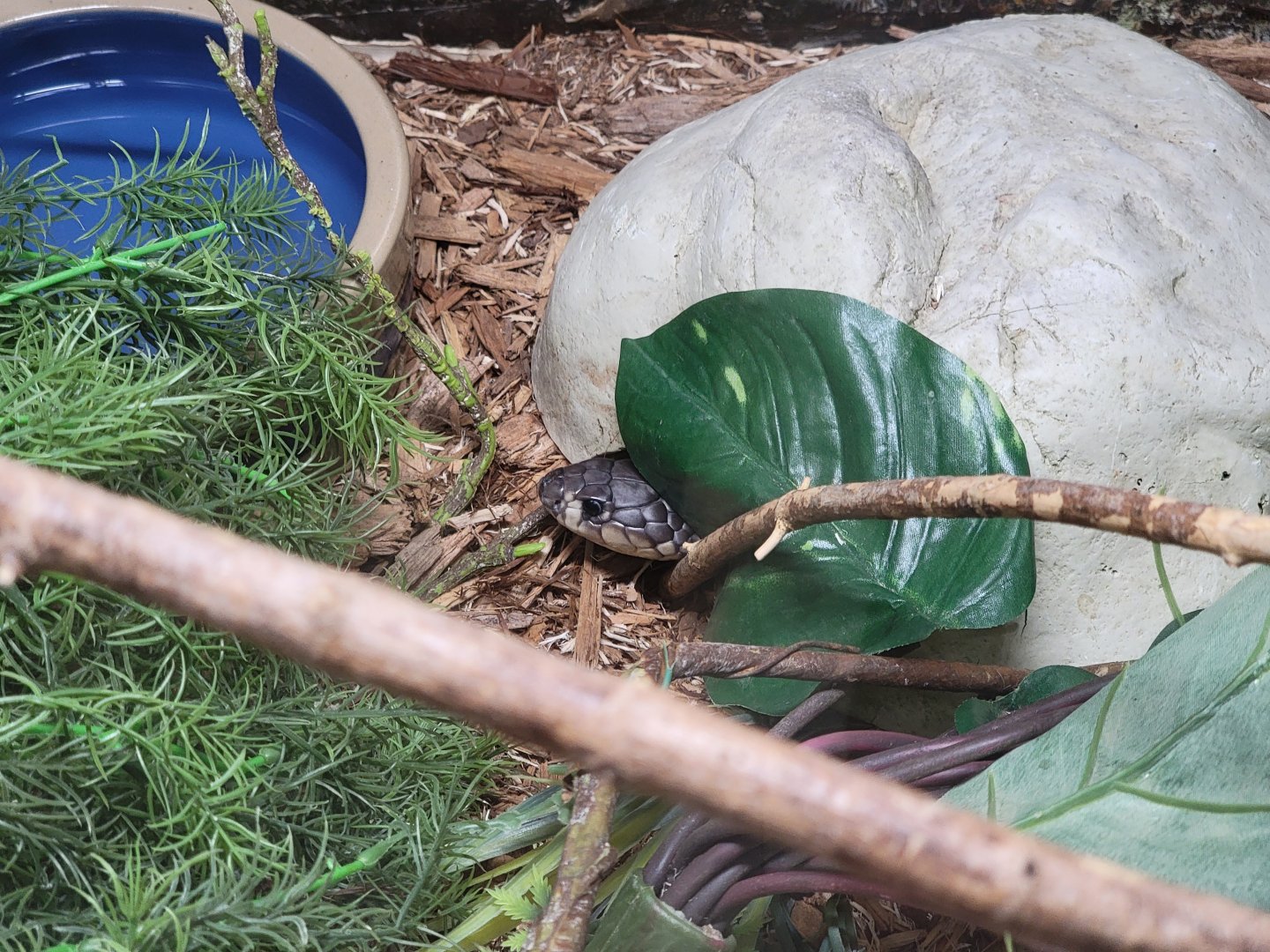 Kentucky Reptile Zoo - Banded cobra