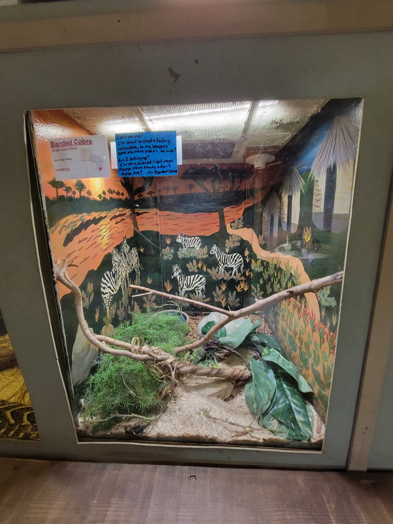 Kentucky Reptile Zoo - Banded cobra