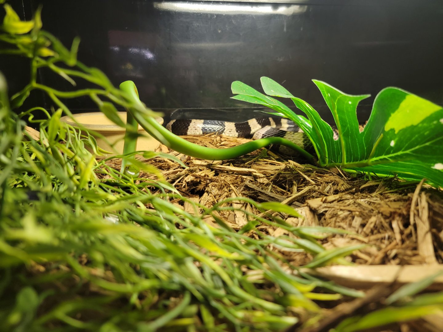 Kentucky Reptile Zoo - Banded krait