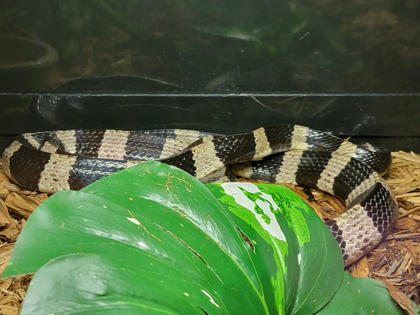 Kentucky Reptile Zoo - Banded krait