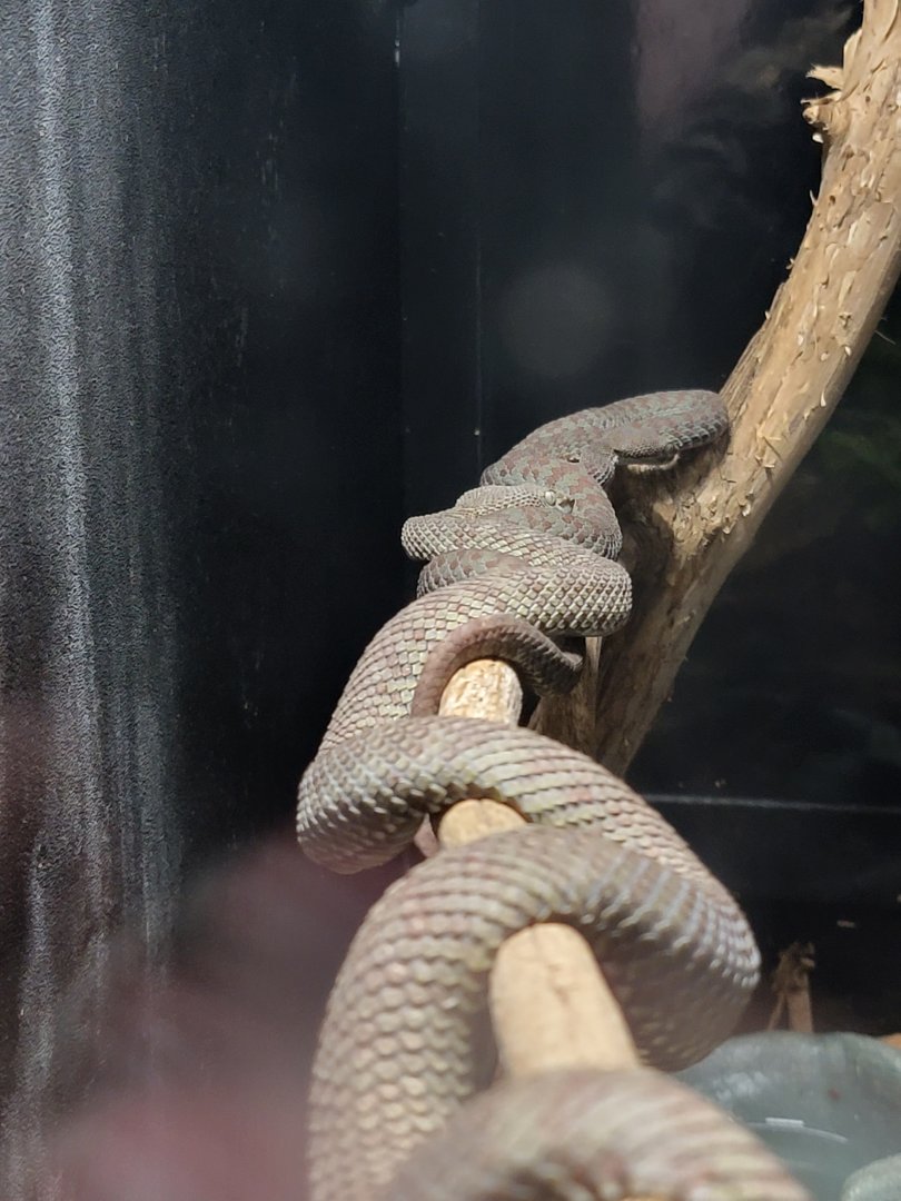 Kentucky Reptile Zoo - Beautiful pit viper
