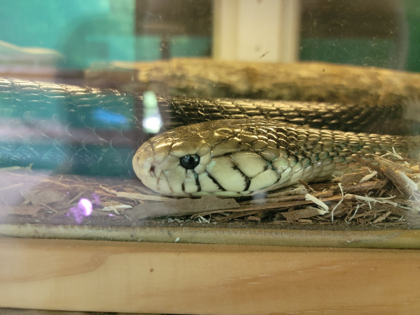 Kentucky Reptile Zoo - Brown forest cobra
