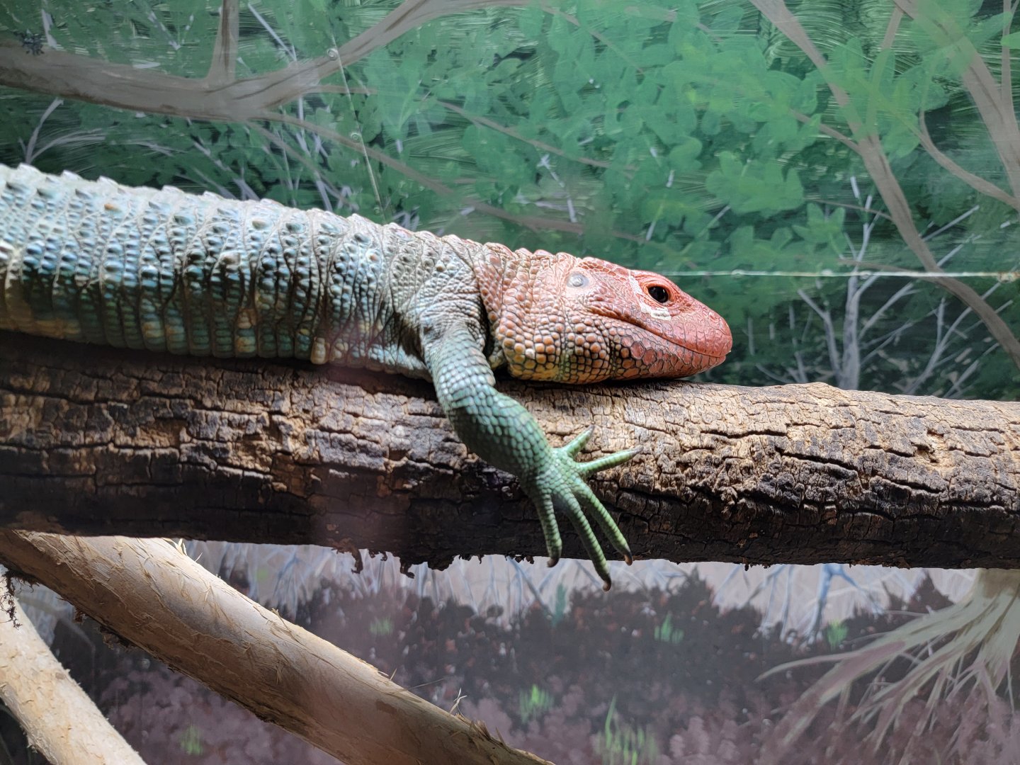 Kentucky Reptile Zoo - Caiman lizard