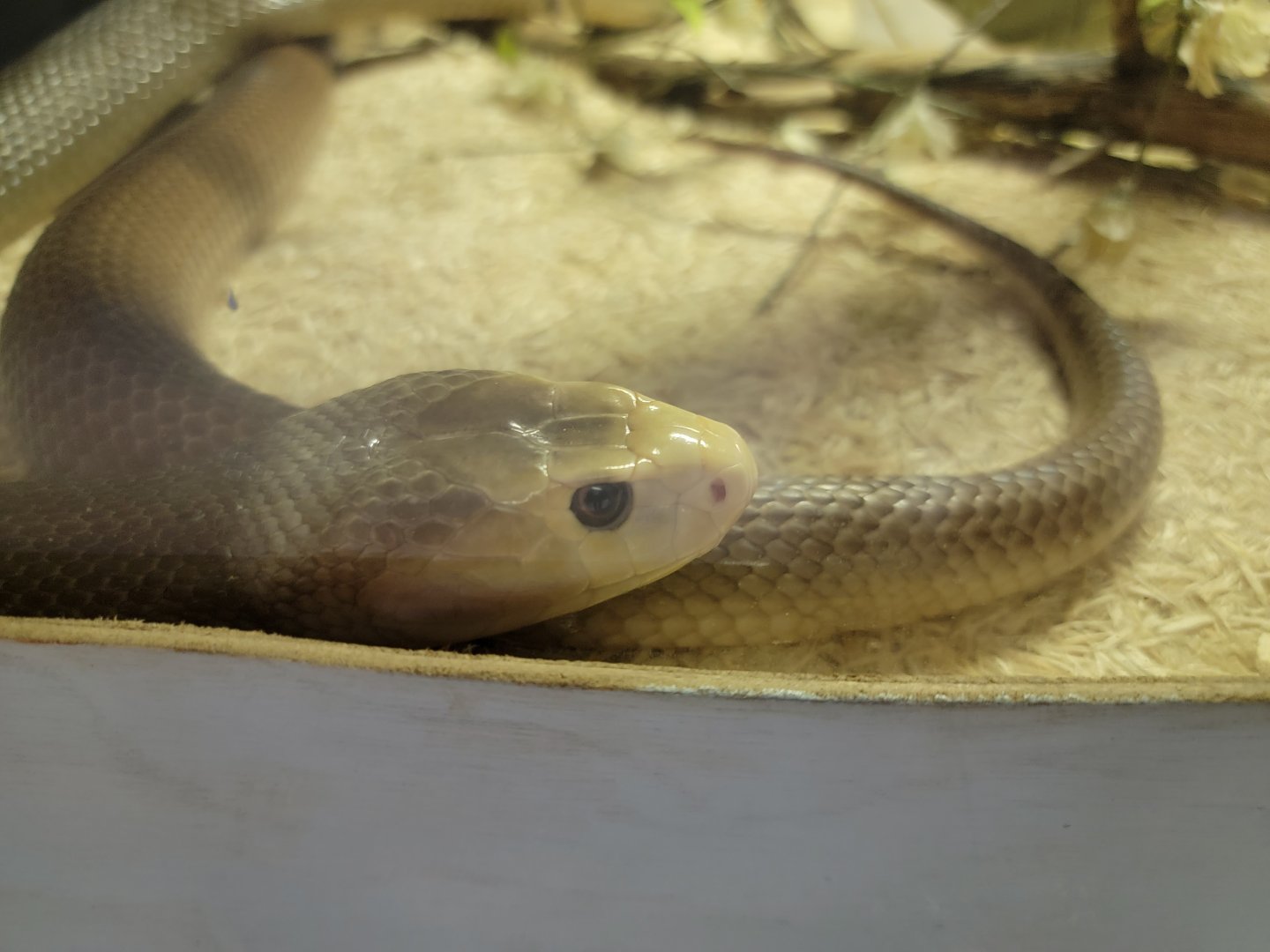 Kentucky Reptile Zoo - Coastal taipan