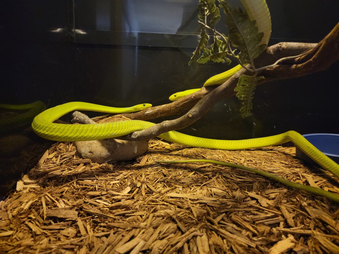 Kentucky Reptile Zoo - Eastern green mambas