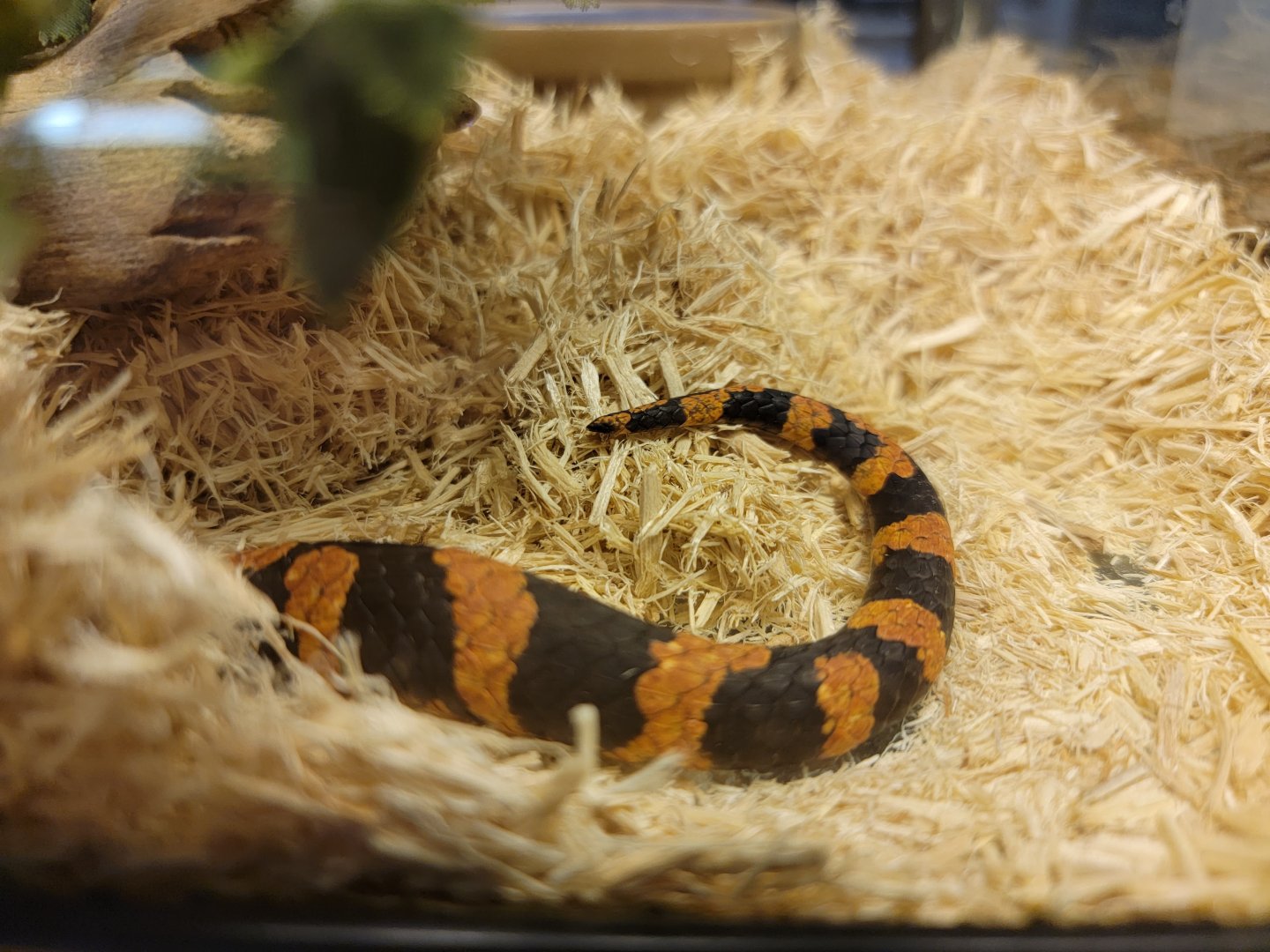 Kentucky Reptile Zoo - Eastern hognose