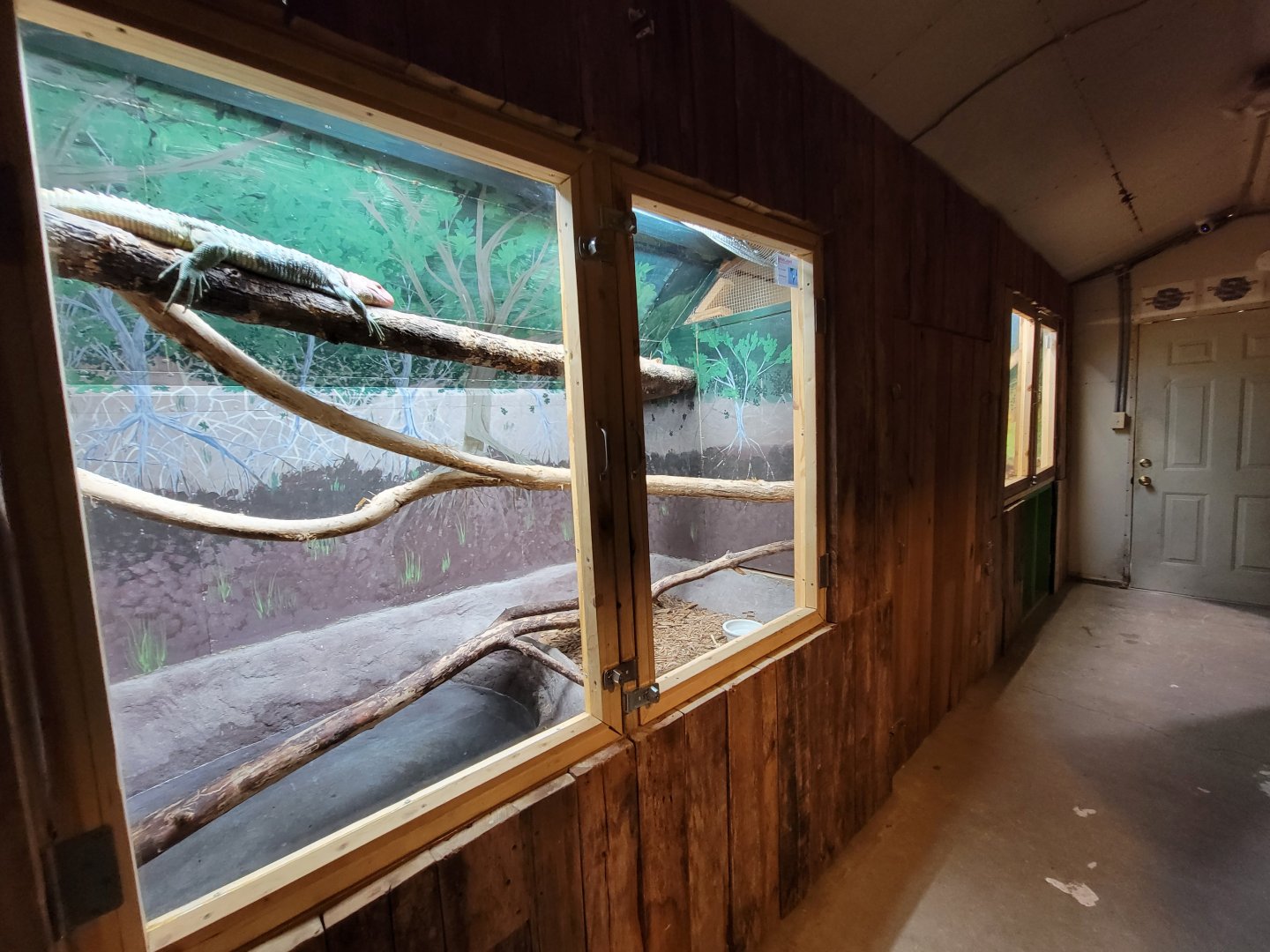 Kentucky Reptile Zoo - Giants building, caiman lizard